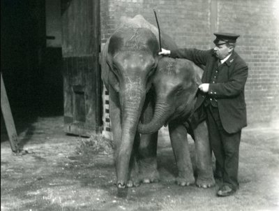 Deux jeunes éléphants indiens 